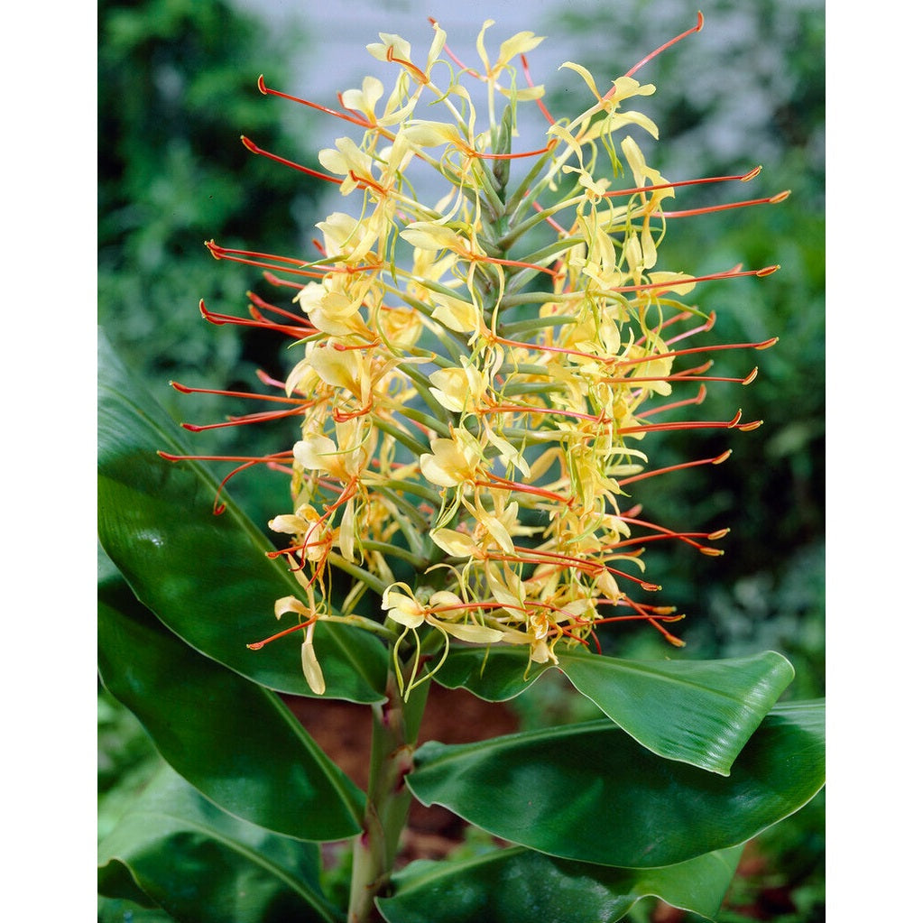 Hedychicum Yellow 1-pakning